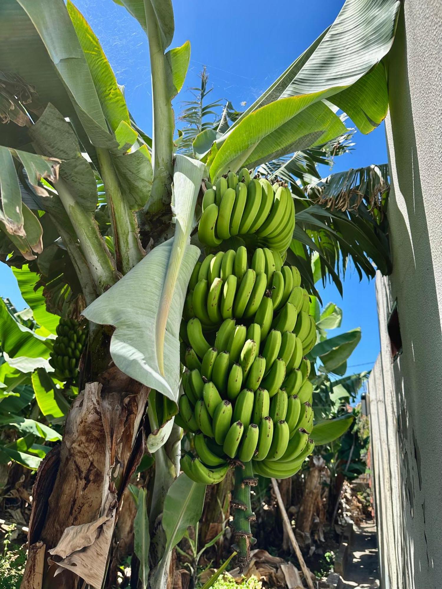 Oasis Suites - Funchal מראה חיצוני תמונה